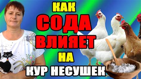 Изучение влияния кабачков на кур-несушек