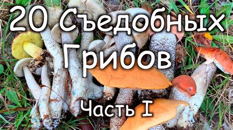 Изучение грибов на алеховщине