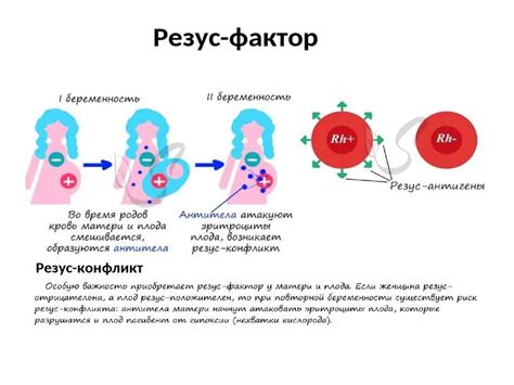 Изучение роли резус-фактора на организм