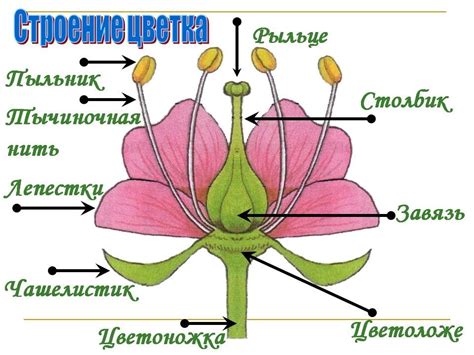 Изучение цвета цветка