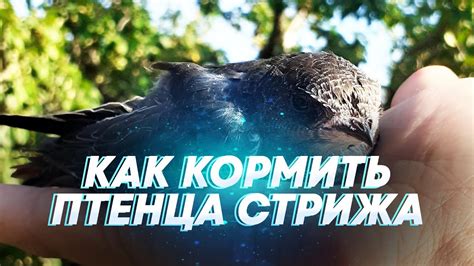 Имитатор глотков для кормления птенца стрижа