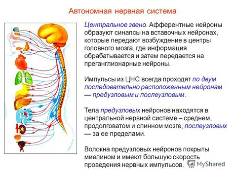 Импульсы и синапсы в спинном мозге