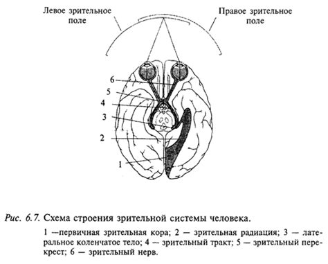 Индивидуальность зрительной системы: объяснение различий в острой зрительности