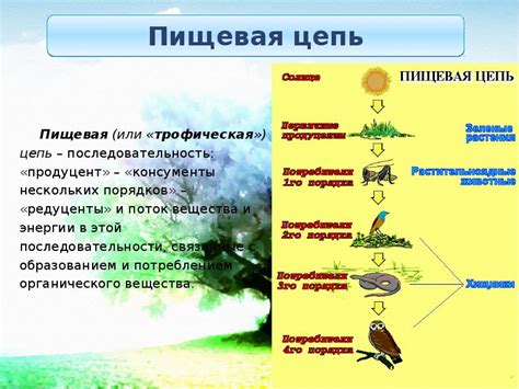 Интересные факты о пищевых цепях