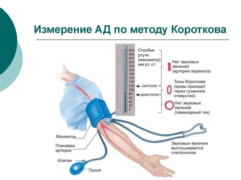 Интерпретация результатов измерения артериального давления на лучезапястной артерии