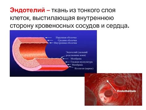 Интракраниальные сосуды: структура и функции