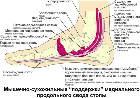 Использование верхней части стопы