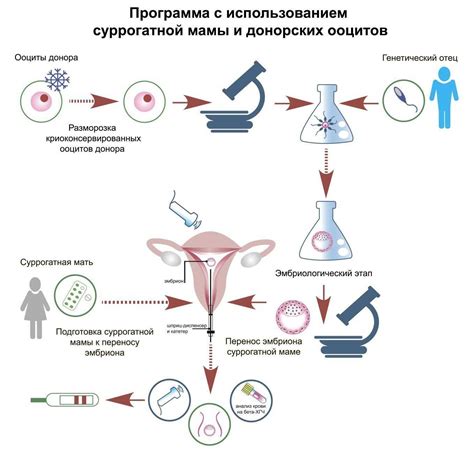 Использование донорской яйцеклетки: новые возможности для материнства