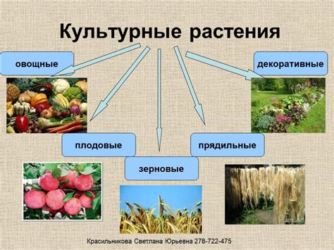 Использование растений в образовательных целях