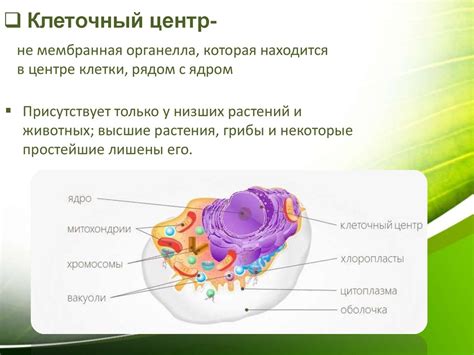 Исследование центриолей в клетках