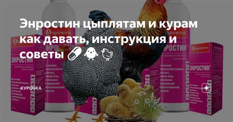 Исследование эффективности дынных корок для кур