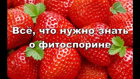 Истина о засохшем фитоспорине