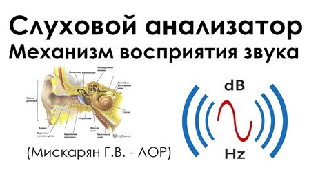 Истинный механизм звука