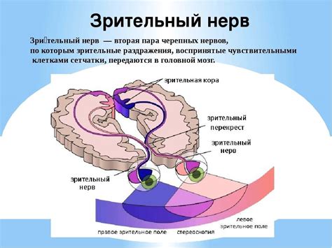 Исток зрительного нерва в организме