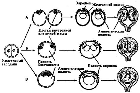 История возникновения близнецов