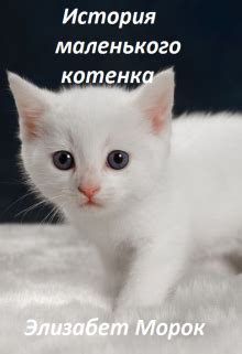 История маленького котенка