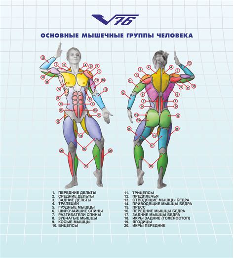 Какая мышечная группа тренируется