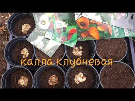 Какая почва подходит для компоста с луковой шелухой