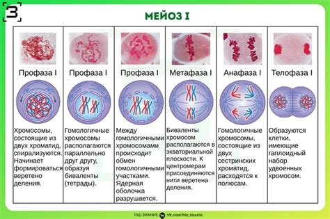 Какие генетические процессы происходят