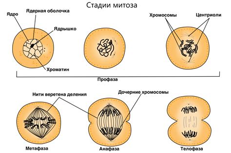 Какие изменения происходят в клетке