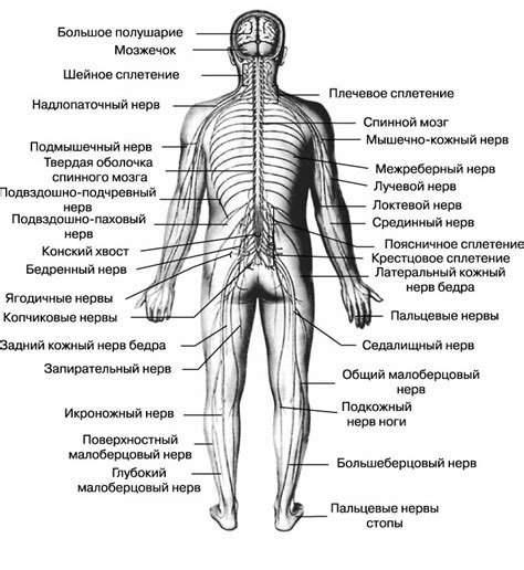 Какие процессы обеспечивают спинки на иголках