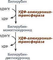 Какие факторы могут способствовать увеличению уровня билирубина в организме