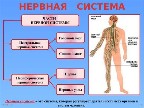 Какие функции выполняет адвербиальный модификатор