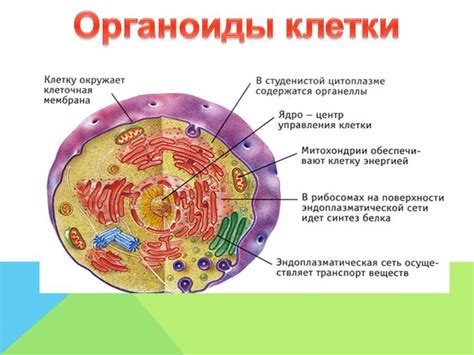 Какие функции выполняют