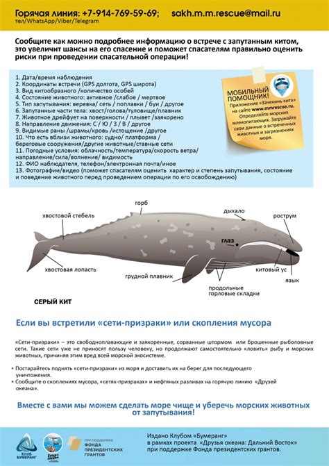 Как вести себя при встрече с морскими котиками