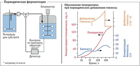 Как влияют на вкус различия в процессе ферментации