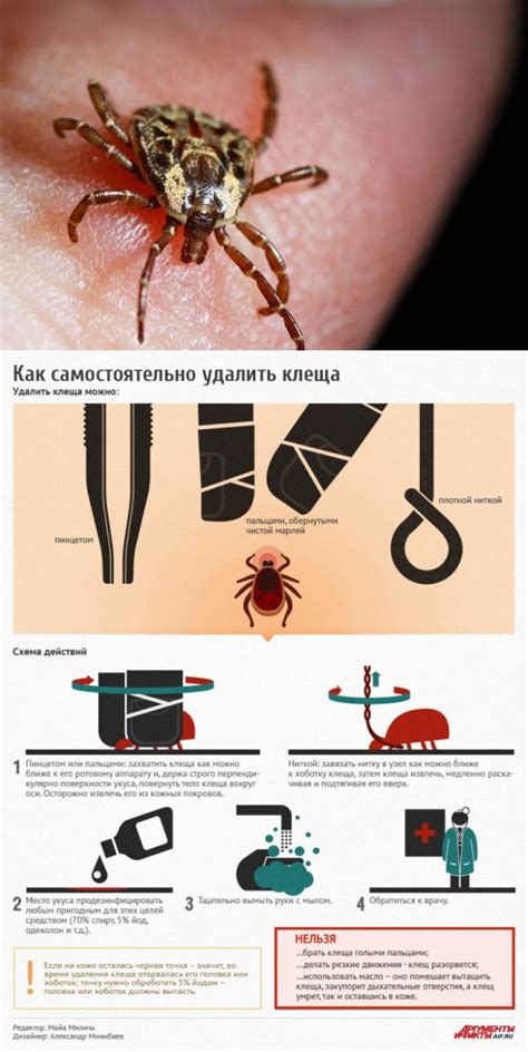 Как избавиться от клещей в доме и предотвратить их повторное появление