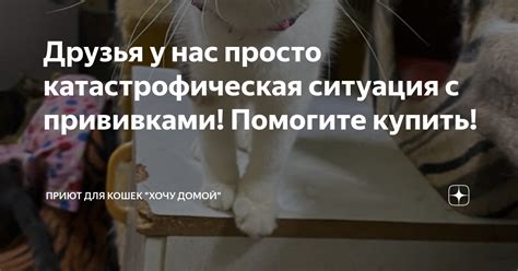 Как избежать проблем с прививками у кошек