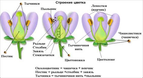 Как образуются цветки