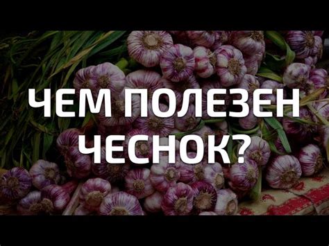 Как правильно использовать заплесневелый чеснок