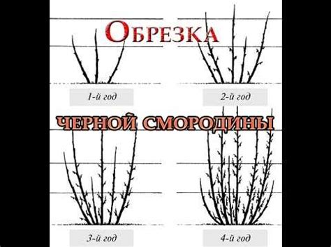 Как правильно обрезать куст в осеннее время