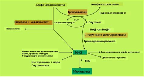 Как проводится анализ аммиака в организме