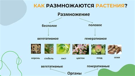 Как размножаются