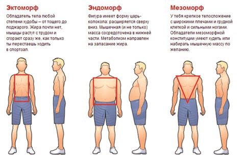 Как узнать свой тип телосложения