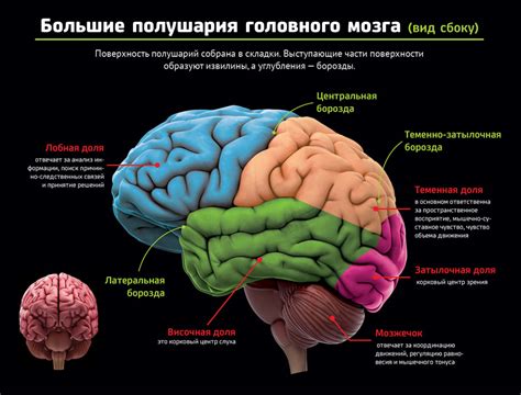 Как улучшить и развить извилины