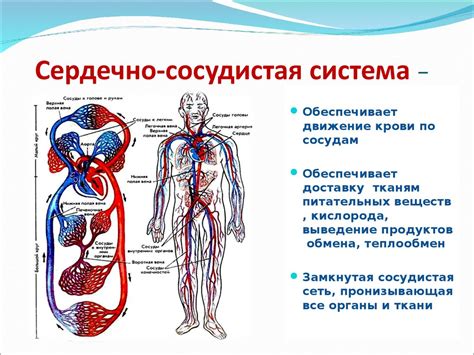 Кардиоваскулярная система и сердце