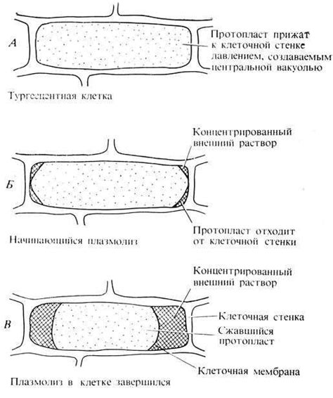 Клеточная оболочка: защитная стена и регулятор веществ