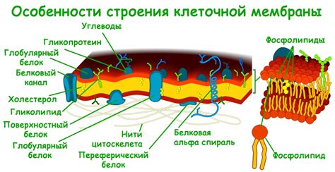 Клеточная стенка у вирусов: различные точки зрения