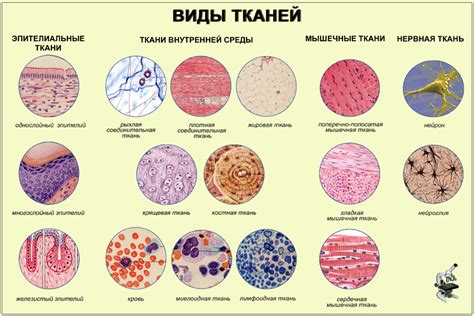 Ключевые аспекты соединительной ткани в строении горла