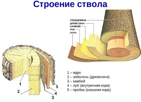 Когда и с какой целью производят заделку пустот в стволе дерева