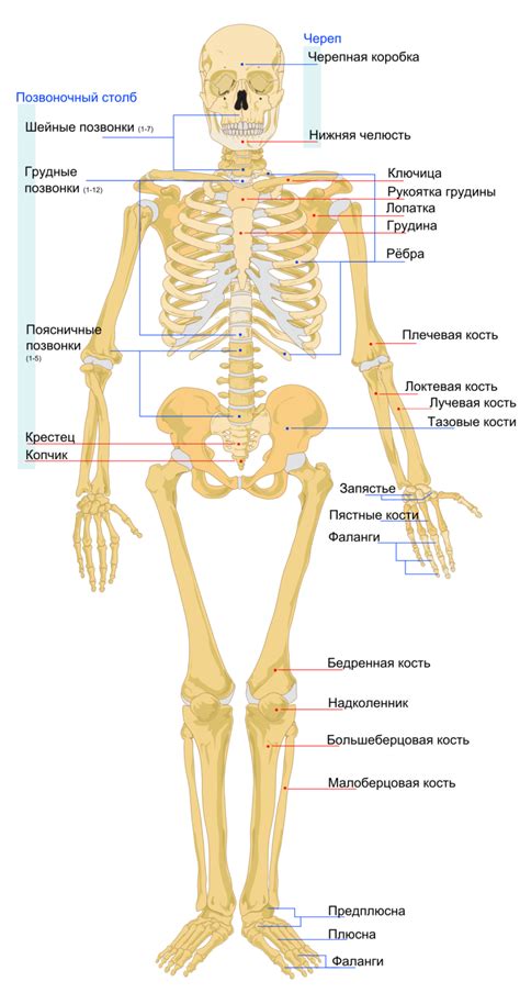 Кости и скелет