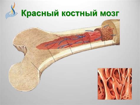 Костные выросты и выступы