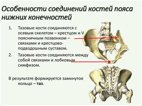 Костные соединения в области пояса нижних конечностей