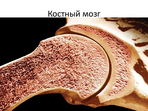 Костный мозг: основные факты