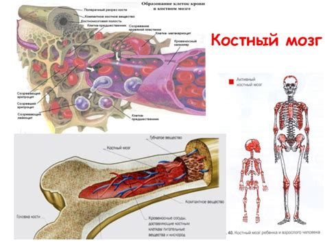 Костный мозг и легенды