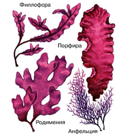 Красные водоросли: особенности биологии и размножения